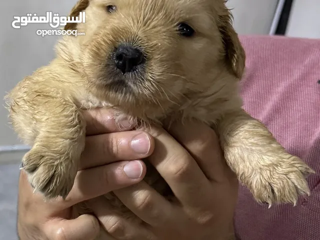 Pure golden retriever original