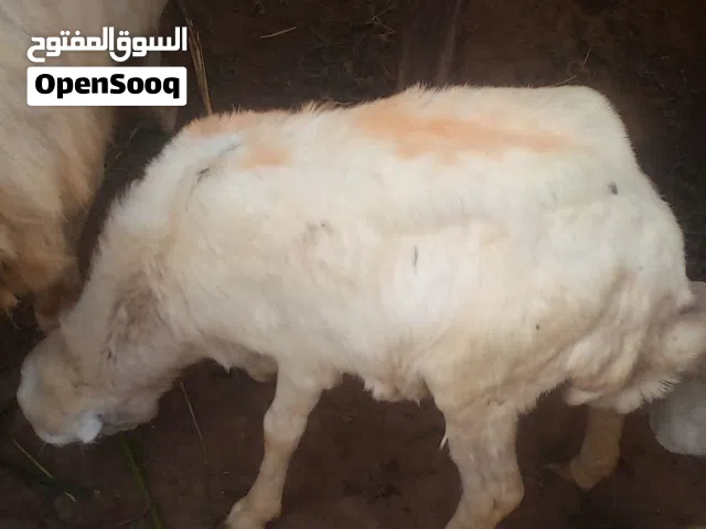 للبيع انثى صغيره