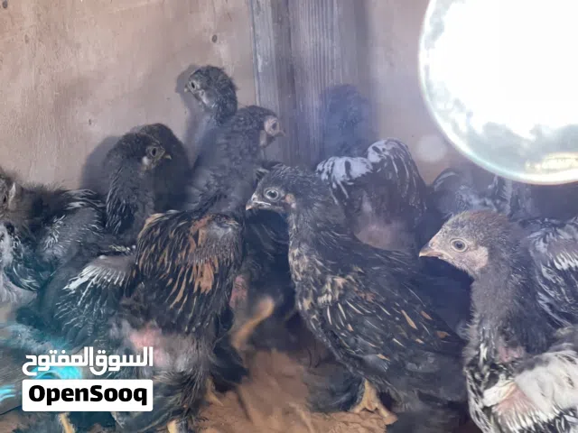 كتكوت براهما سبرايت