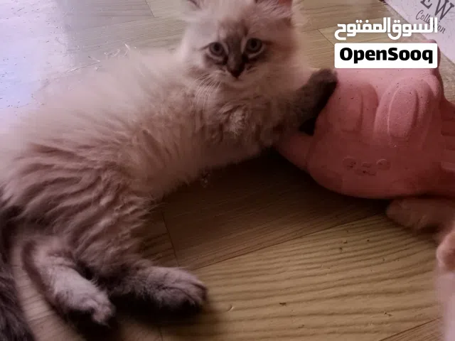 قطط شيرازي وسيامي