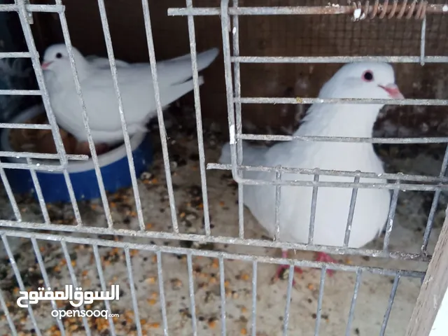 حمام فرنسي شغال 100%