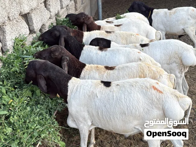 كباشة صومالية مطعومة