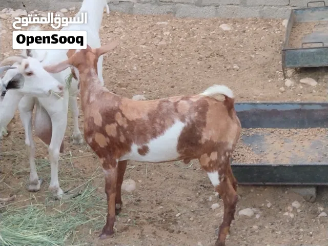 تيس جيشي للبيع