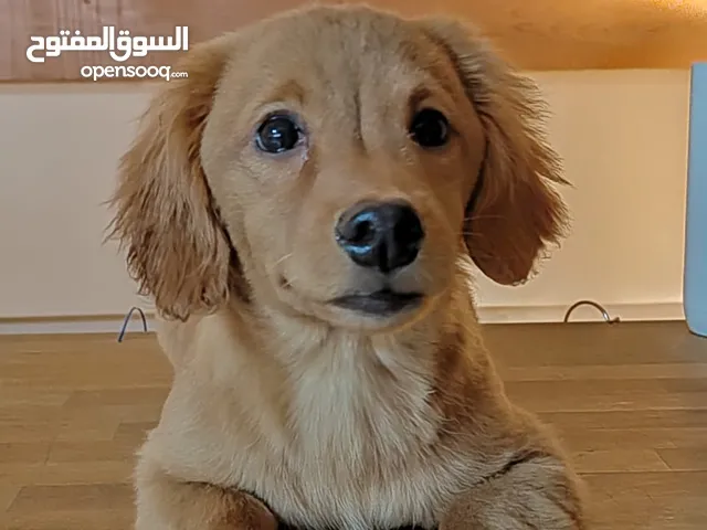 مالتيز x دكشند مكس Maltese x Dachshund