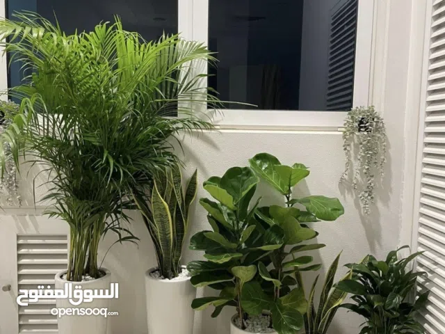 bunch of indoor plant