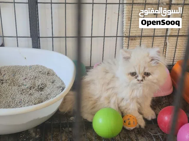 الله يبارك قطط مشالله
