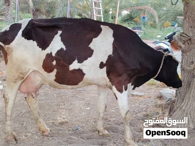بقره فريزين مربيه عجله