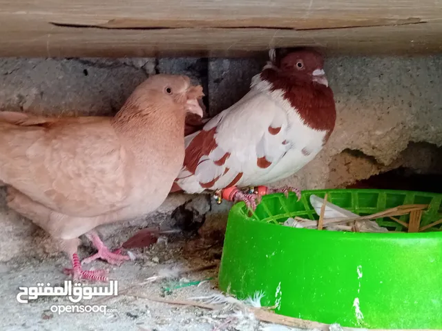 حمام للببع كفاله شغل