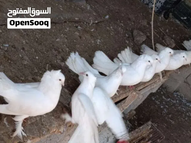 حمام للبيع