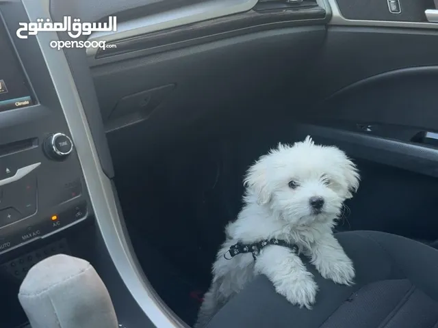 كلب فرنش تيرير