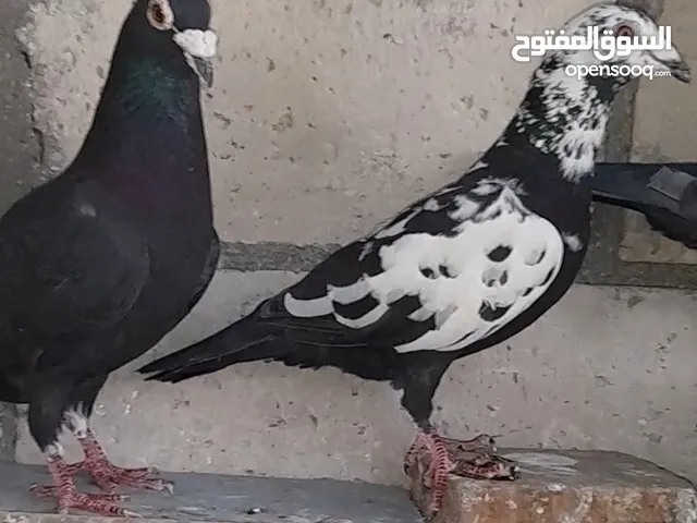 جواز شغالات عدد 6 جواز
