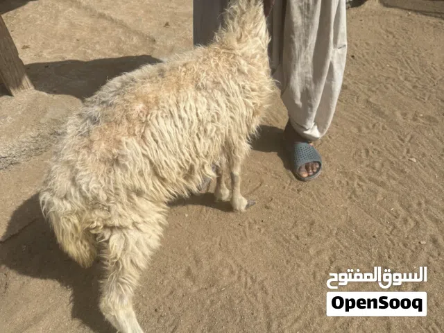 جاعده عمانيه