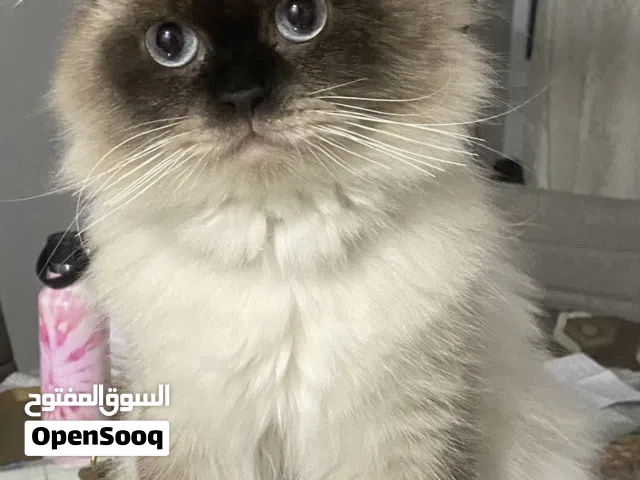 قط هملايا للتزاوج فقط