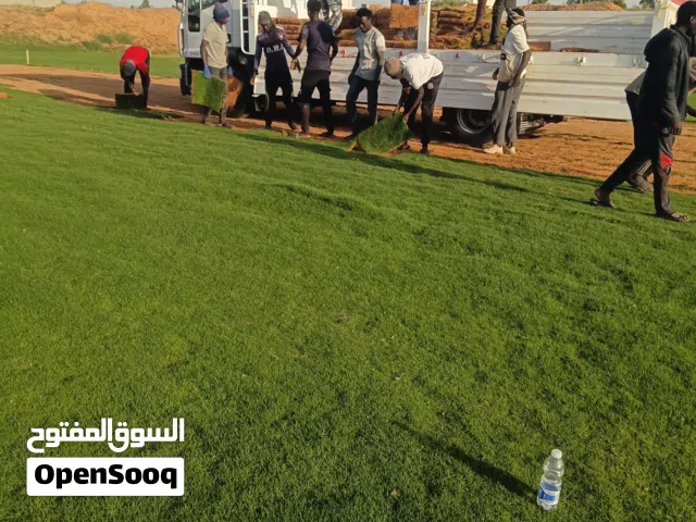 معشب درجه أولي