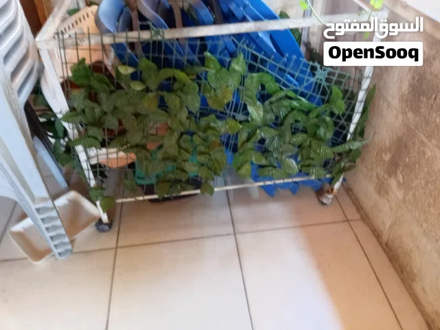 حمالة قفص عصافير