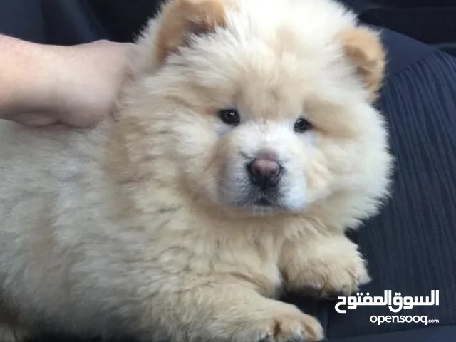 chiot chow chow age 55 jeur vaccine