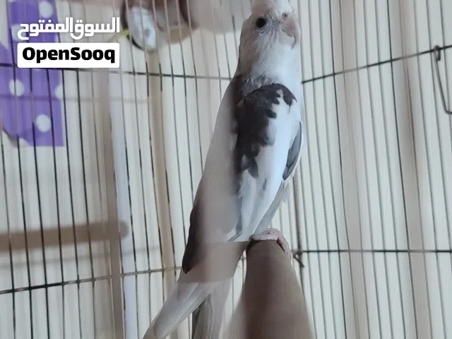 زوج كوكتيل ايلزبيت فرنسي