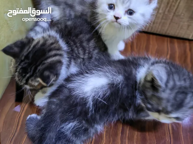 قط العمر شهر ونص نوع شانشيلا