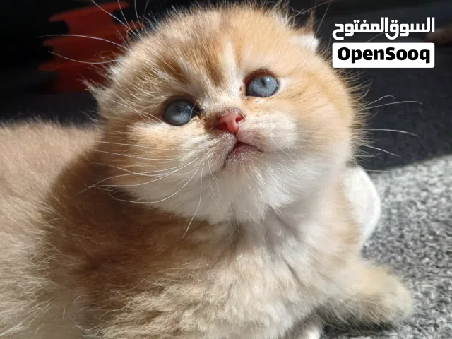 سكوتش فولد وستريت
