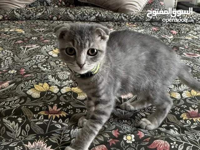 للبيع – قط بريطاني قصير الشعر (British Shorthair)