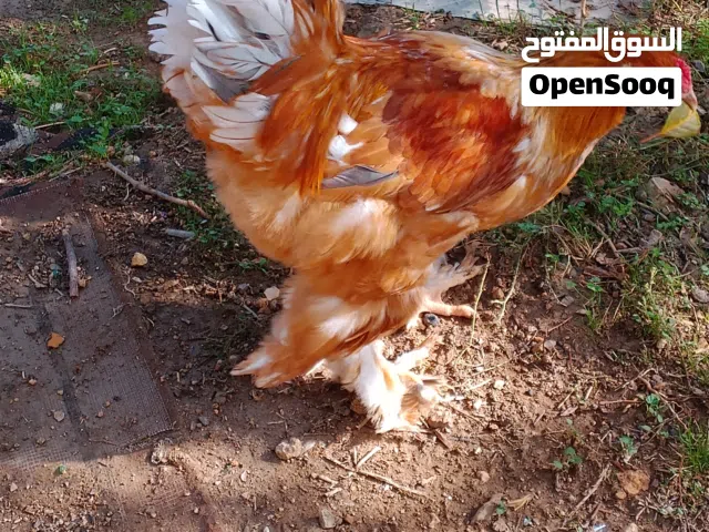 ثلاث ديوك براهما جامبو عمر 5شهور