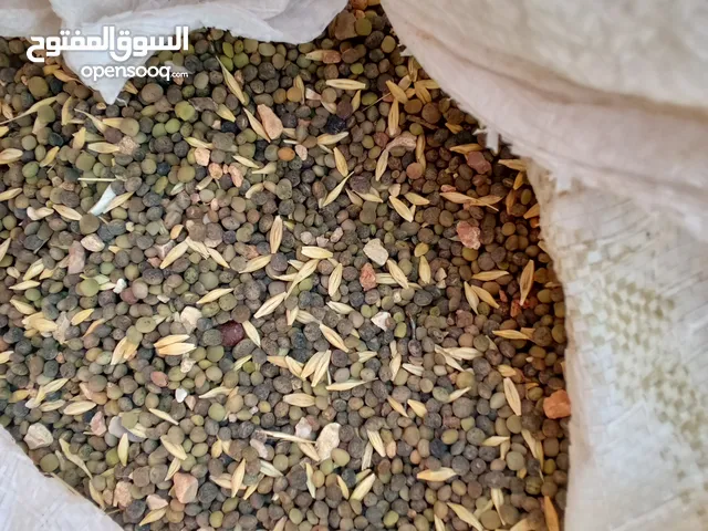 يوجد حب بيقا للبيع تقريبا 250كيلو