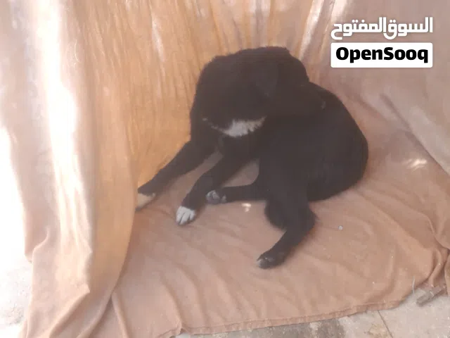 يشبه هذا الكلب مزيجًا من سلالات الرعي، مثل البوردر كولي (Border Collie) أو لابرادور (Labrador)