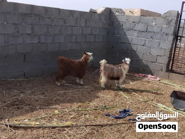 للبيع بكار ثنتين ما شاء الله امورهن طيبه واللي يريد حال تربية او يذبح ما شاء الله ممتازت