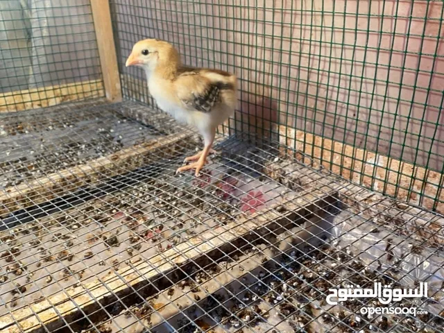 للبيع فروخ فرنسي عسلي و ايام سيماني