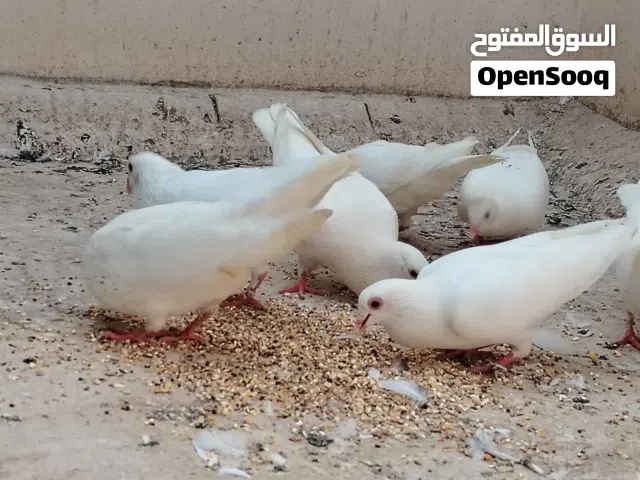 حمام لاحم فرنسي حجم كبير