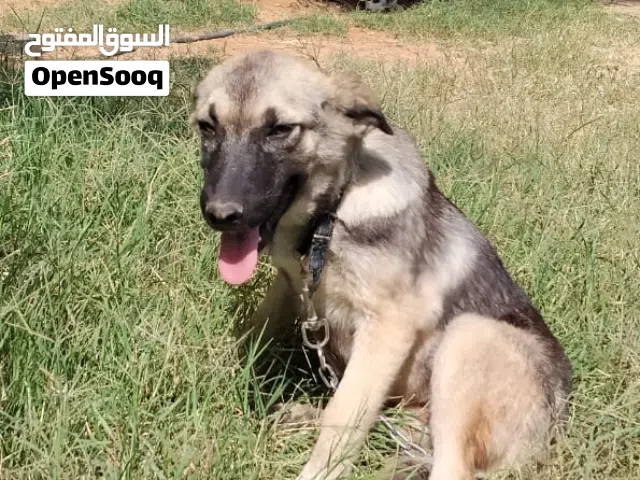 جرو الله يبارك خليط جيرمن شيبرد مع فصيله أخرى