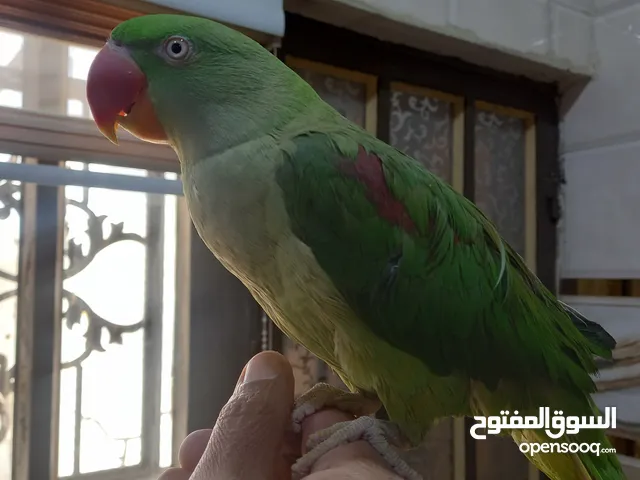 ببغاء نيبالي اليف فول
