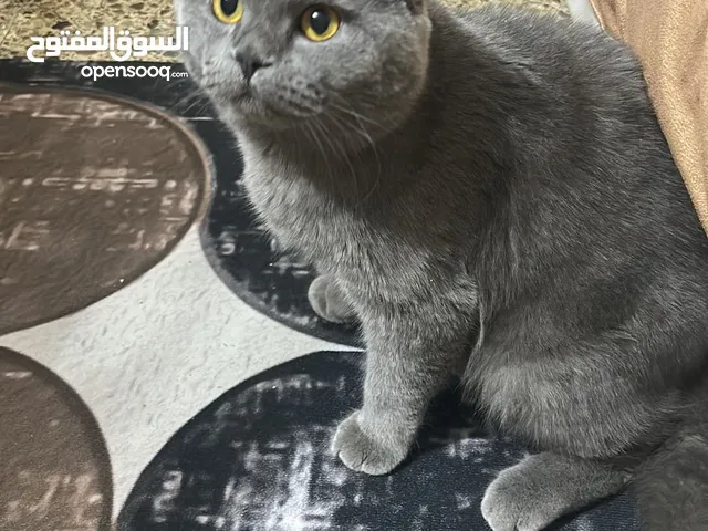 سكوتش فولد