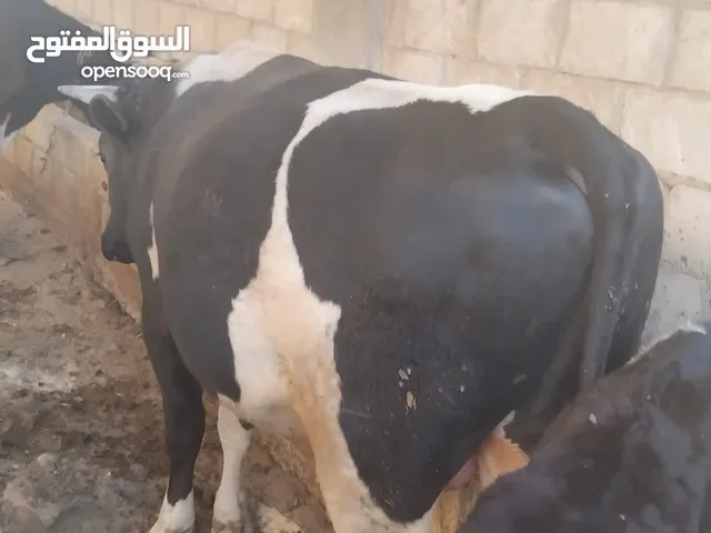 عجل مضحي للبيع وزن ثقيل في اربد يبلغ من العمر سنتين واربع شهور الرقم في الوصف