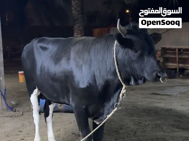اعيل نمساوي  ماقالع670قابل