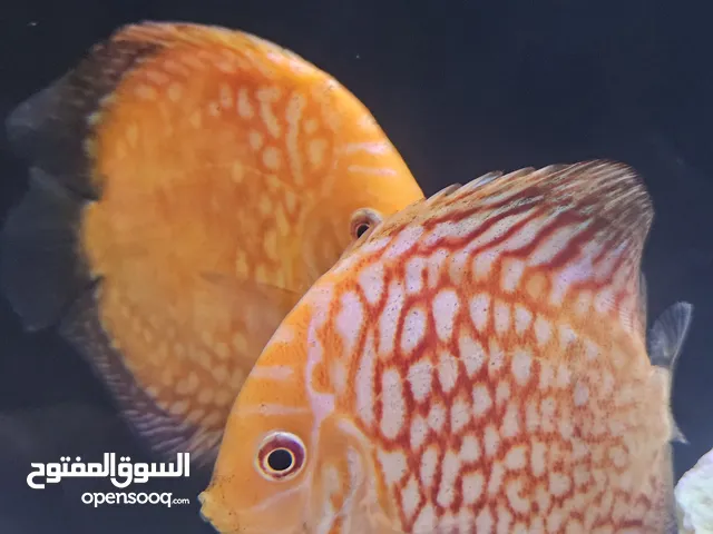 Healthy and Vibrant Discus Fish –
