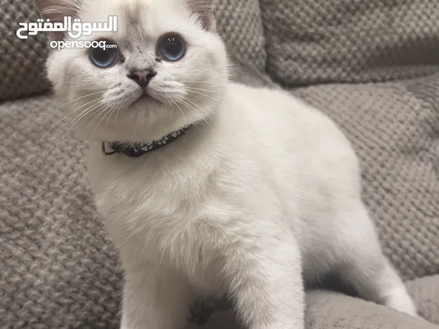 قط سكوتش للتبني