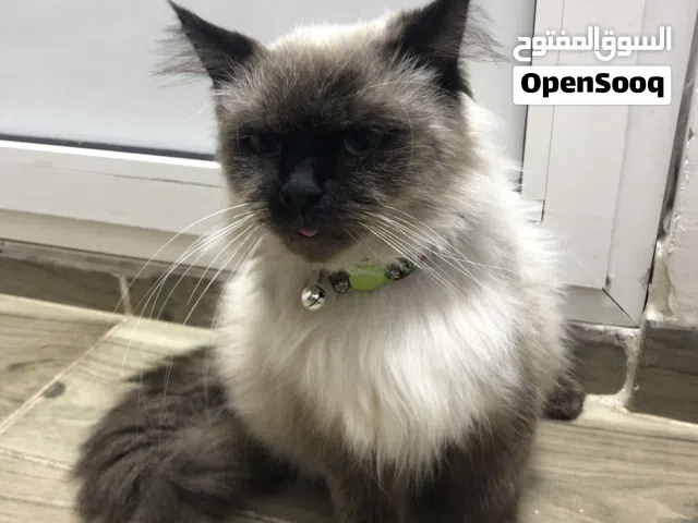 القط للبيع الكان