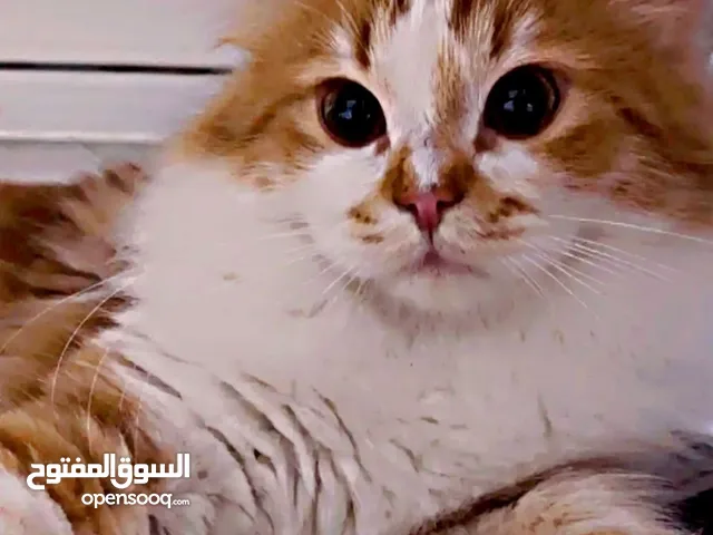 قط هملايا ثمانية شهور