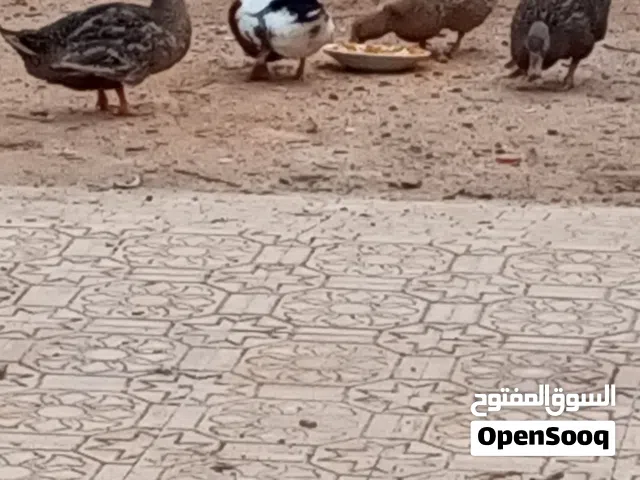 بط زينة 3 اناث و دكر كبار