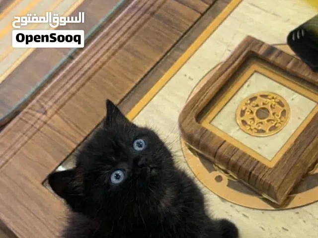 قط سكوتش للبيع