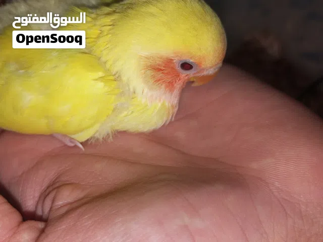 السلام عليكم
