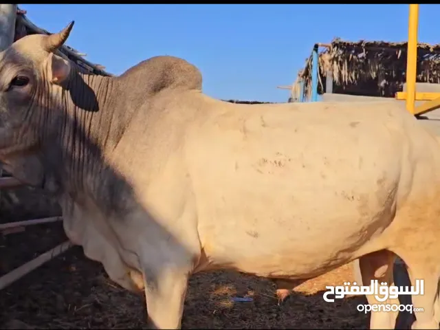 للبيع عجال ظفاريات وثيوبيات