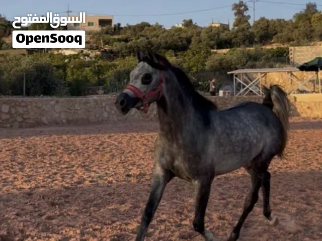 مطلوب مهر عربي بورق عمر اقل من 7شهور