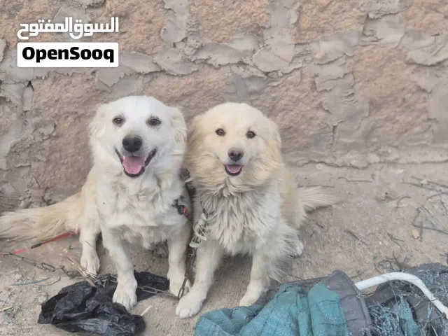 زوج كلاب امريكي للبيع عرررطه