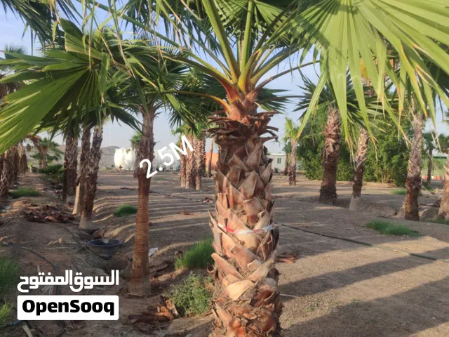 Washingtonia Palm
