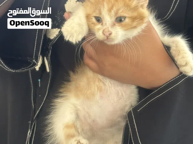 قطة لون مشمشي
