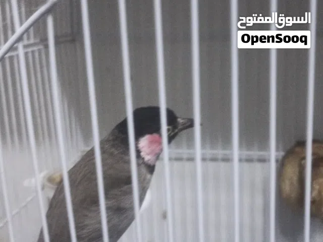 مطلوب بلبل  اليف بلصق في الشخص بسعر مناسب باسرع وقت ممكن