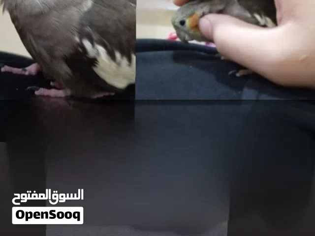 بغبغا كوكتيل اليف مرا مايعض وينفع للاطفال  للبيع بدون قفص