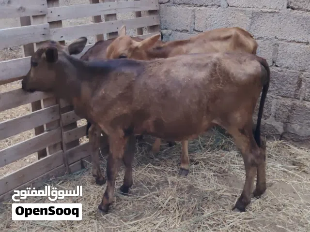 عجلات عمانيات فرصه إلا يريد يربي جروزات ف الأكل ماشاء الله